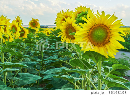 Sunflowers blooming against a bright sky. 36148193