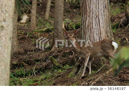 兵庫の山の中を散歩する野生の日本鹿と出会い見つめあうの写真素材