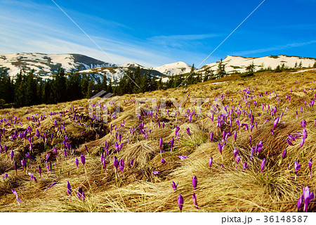 Landscape with crocuses Landscape with crocuses 36148587