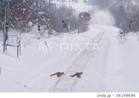 石北本線　キタキツネとDE15ラッセル 36148686