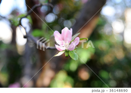 カリンの花 36148690