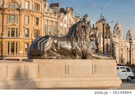 Statue of Lion in gold light  on Trafalgar Square  36148864