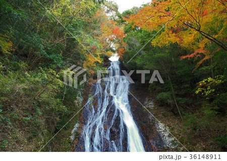 常光寺の滝と紅葉　宮崎県高千穂町岩戸 36148911