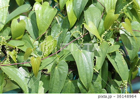 ヤマノイモ　葉 36148964