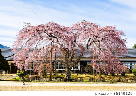 杵原学校の枝垂桜 杵原学校の枝垂桜 36149129