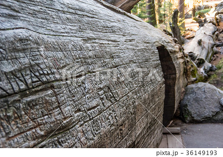 sequoia tree 36149193