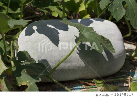 トウガン　 36149317