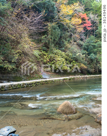 粟又の滝自然遊歩道　紅葉 36149496