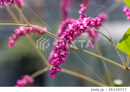 オオケダテ 36149557