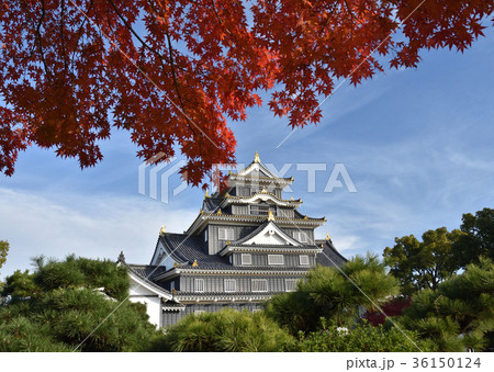 岡山城と紅葉 36150124