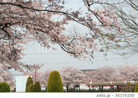 桜　明野公民館 36150280