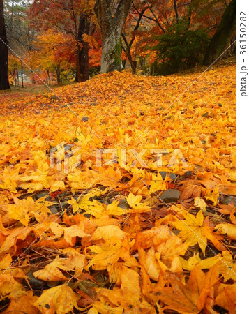 雨上がり　落葉の絨毯 36150282
