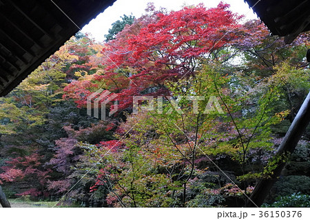 20171116-京都紅葉５ 36150376