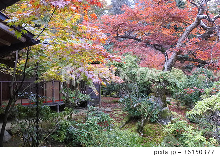 20171116-京都紅葉6 20171116-京都紅葉6 36150377