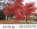20171116-京都紅葉７ 36150378