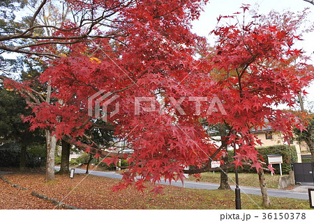 20171116-京都紅葉7 20171116-京都紅葉7 36150378