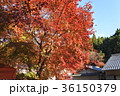 20171116-京都紅葉８ 36150379