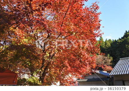 20171116-京都紅葉8 20171116-京都紅葉8 36150379