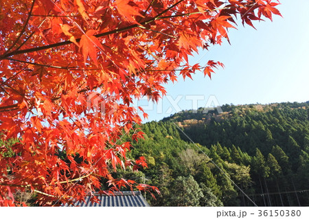 20171116-京都紅葉9 20171116-京都紅葉9 36150380