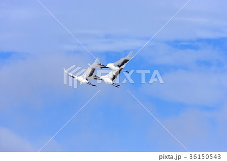 雲とタンチョウ 雲とタンチョウ 36150543