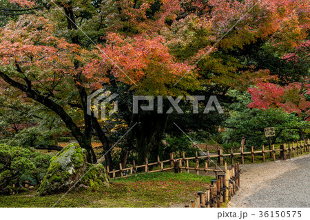 兼六園の紅葉 兼六園の紅葉 36150575
