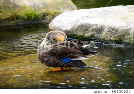 打吹公園池の鴨 36150629