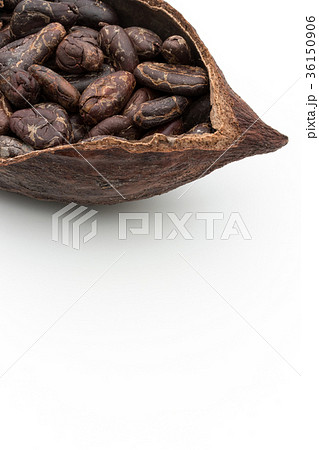 カカオ豆：cacao beans 36150906