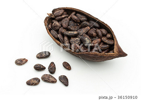 カカオ豆：cacao beans 36150910