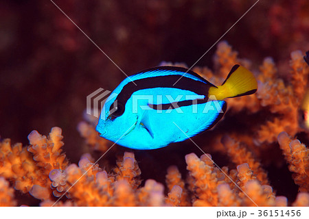 ナンヨウハギ　幼魚 36151456