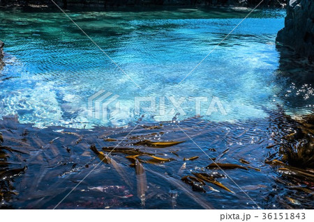 コンブ漁の海岸　海中に漂う昆布　（北海道利尻島） 36151843