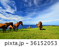 与那国島　馬 36152053