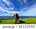 与那国島　馬 36152055