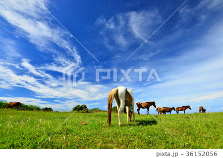 与那国島　馬 36152056