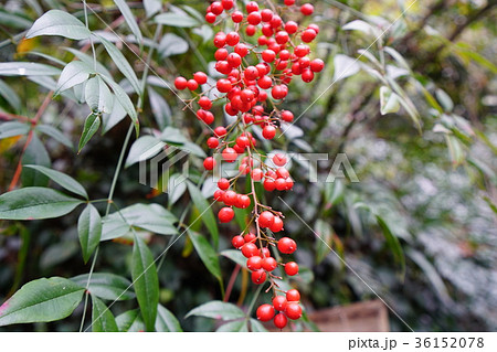 南天の実 紅葉の写真素材