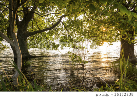 琵琶湖畔のハンノキと夕陽 36152239