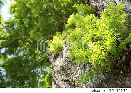 メタセコイアの緑の葉の写真素材