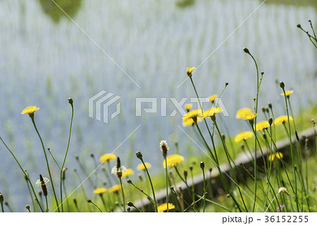 他の脇に咲くブタナの花 36152255