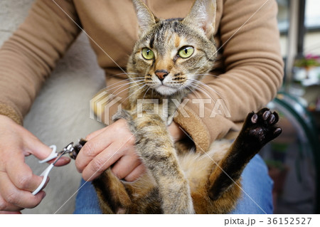 猫・爪切り 36152527