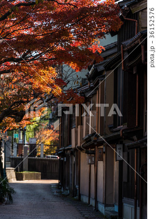 主計町の紅葉 36152576