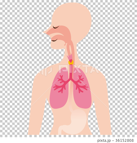 肺 甲状腺 気管 食道のイラスト素材