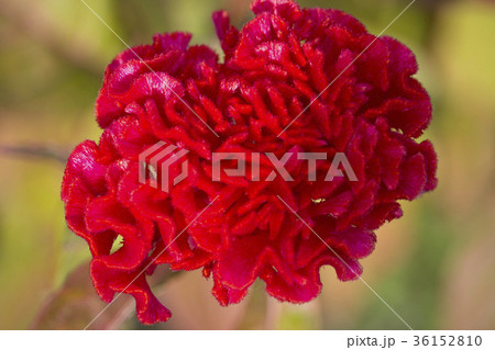 花 花 36152810