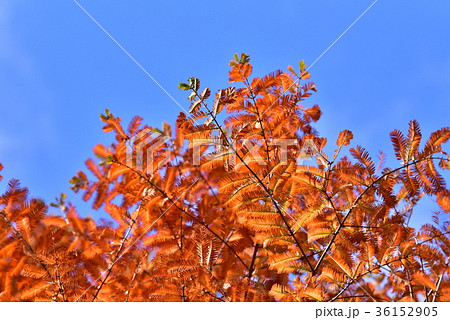 紅葉したメタセコイアの葉の写真素材