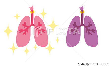 肺　臓器　医療　健康 36152923