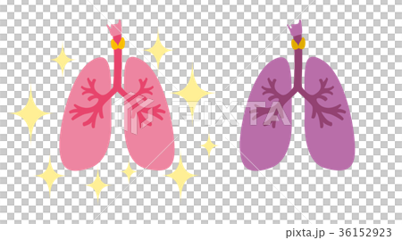 肺　臓器　医療　健康 36152923