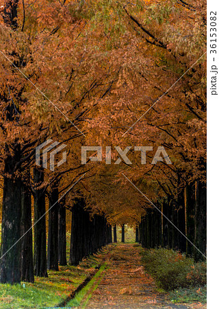 メタセコイア並木の黄葉 36153082