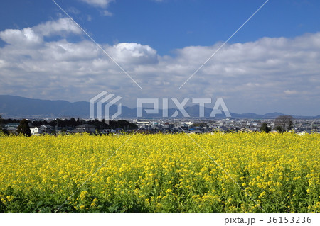 山の辺の道　菜の花畑 36153236