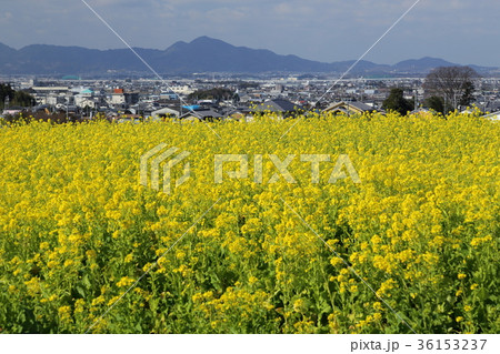 山の辺の道　菜の花畑 36153237