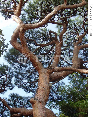 松の木 36153371