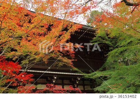 東漸寺 紅葉 東漸寺 紅葉 36153402