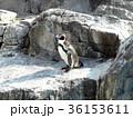 フンボルトペンギン 36153611